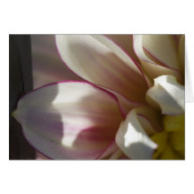 Dahlia greeting card