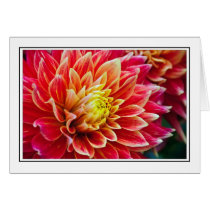 Dahlia cards