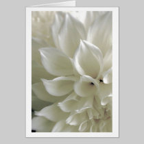 Dahlia Greeting Card cards