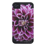 Dahlia iPhone Case iPhone 4 Case-Mate Cases