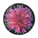 Dahlia magnets by ggbythebay Dahlia magnets