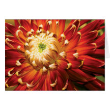 Dahlia - Nature's Radiance Greeting Cards