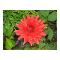 Dahlia, Oban Scotland posters