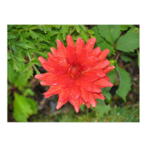 Dahlia, Oban Scotland posters
