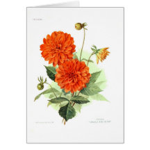 Dahlia 'Orange Fire King' Greeting Cards