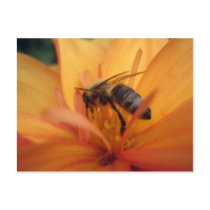 Dahlia (orange) postcard