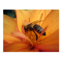 Dahlia (orange) postcard