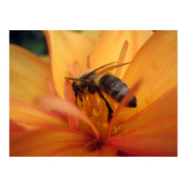 Dahlia (orange) posters