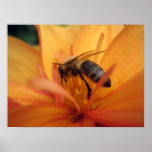 Dahlia (orange) posters