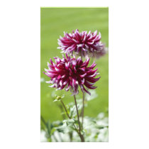 Dahlia Photo Card
