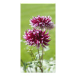 Dahlia Photo Card photo cards