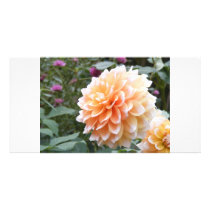 Dahlia photo cards