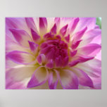 Dahlia Pink Purple Flower Art Prints Framed Canvas