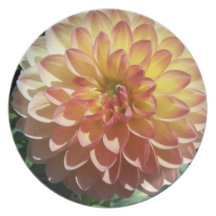 Dahlia Dinner Plates