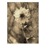 Dahlia Post Cards
