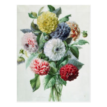 Dahlia Post Cards