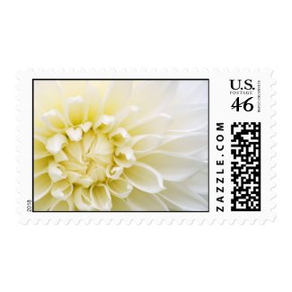 Dahlia stamp