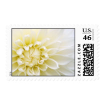 Dahlia Postage Stamp