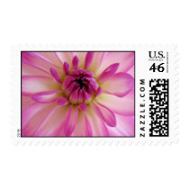 Dahlia Postage Stamp