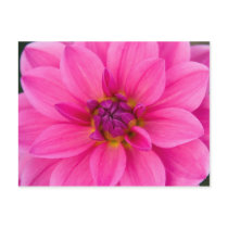 Dahlia Postcard by SabineSt Dahlia Postcard