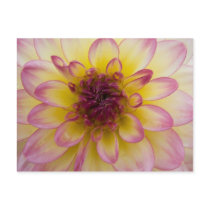 Dahlia Postcard by SabineSt Dahlia Postcard