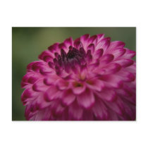Dahlia Postcard