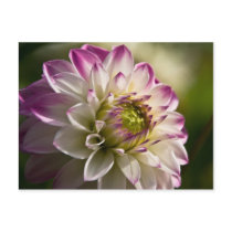 Dahlia Postcard