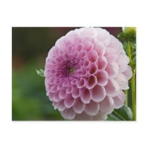Dahlia Postcard by SabineSt Dahlia Postcard