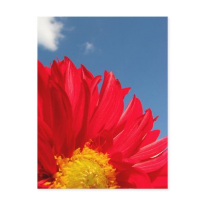 Dahlia Postcards by iiiyaaa