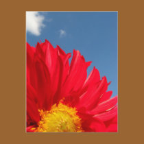 Dahlia postcards