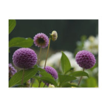 Dahlia Postcard