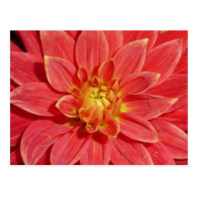 Dahlia Postcard