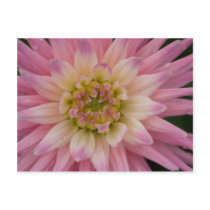 Dahlia Postcard | Postkarte Dahlie