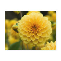 Dahlia Postcard | Postkarte Dahlie