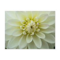 Dahlia Postcard | Postkarte Dahlie