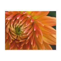 Dahlia Postcard | Postkarte Dahlie