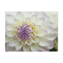 Dahlia Postcard | Postkarte Dahlie