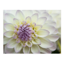 Dahlia Postcard | Postkarte Dahlie