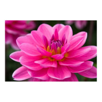 Dahlia Poster posters by HortusFloridus Dahlia Poster posters