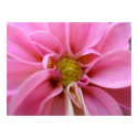 Dahlia posters