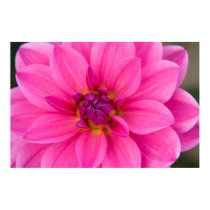 Dahlia Poster posters by HortusFloridus Dahlia Poster posters