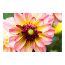 Dahlia Poster posters by HortusFloridus Dahlia Poster posters