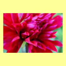 Dahlia posters