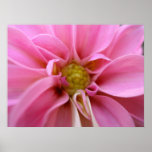 Dahlia posters