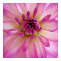 Dahlia Poster posters
