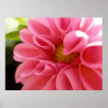 Dahlia posters
