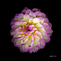 Dahlia posters