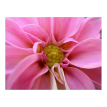Dahlia posters by dannamarie72 Dahlia posters