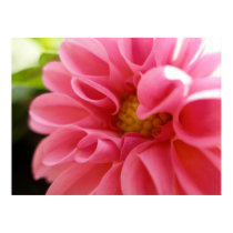 Dahlia posters by dannamarie72 Dahlia posters