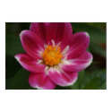 Dahlia Print